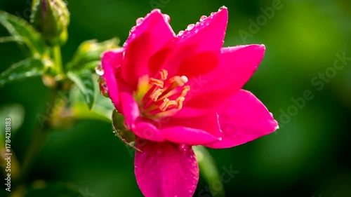 Close-up of a pink rosebud adorned with dew drops, set against a lush green background
