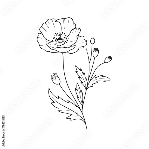 Minimalist Line Art Drawing of a Single Poppy Flower and Stem