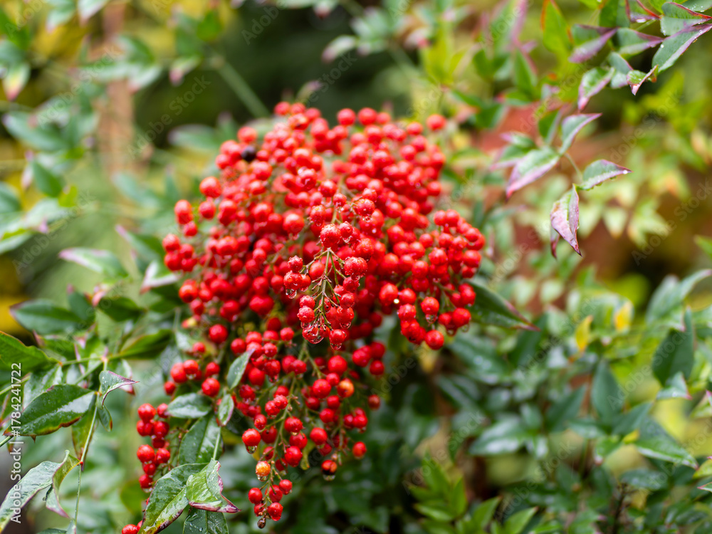 Obraz premium 雨に濡れた南天の実