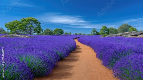 A Winding Dirt Path Through Vast Fields Of Vibrant Purple Lavender Under A Bright Blue Sky With Lush Green Trees In The Background And A Distant Stone Wall On A Sunny Day