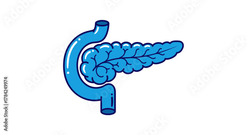 Vibrant blue infographic illustration of a healthy pancreas and duodenum, ideal for medical education, health awareness campaigns, or scientific presentations
