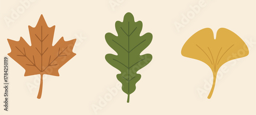 Autumn leaves strip maple oak and ginkgo