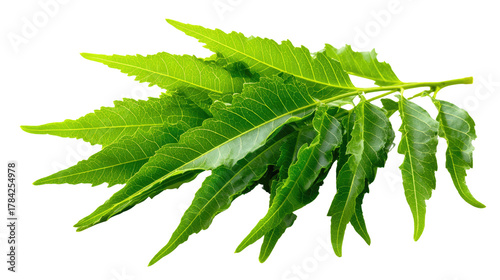 Neem Leaves : Close-up of vibrant neem leaves, showcasing the natural beauty and health benefits of this botanical wonder.