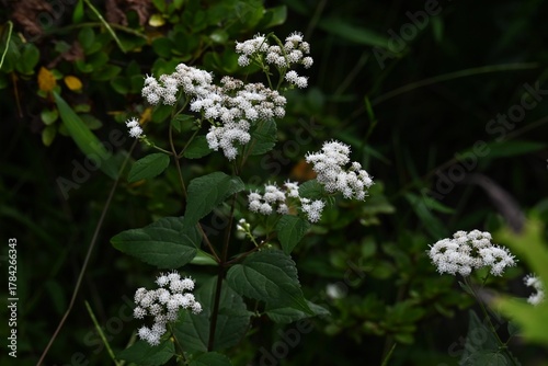 Ageratina altissima (White snakeroot) flowers. Asteraceae perennial. In autumn, about 20 white tubular flowers bloom in a flower head. The leaves and stems are poisonous.