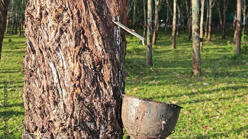 Rubber plantation and tap rubber trees.