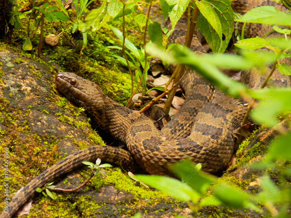 Naklejka premium snake in the moss