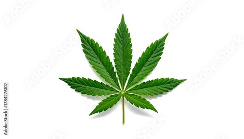 Single Cannabis Leaf Isolated on White Background.