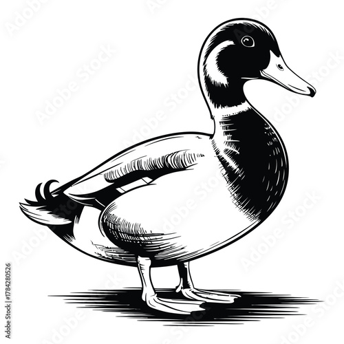 duck on a white background