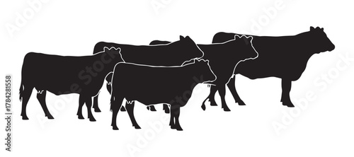 A collection of black silhouettes representing female beef cows on a white surface. These belong to the Aberdeen Angus breed.