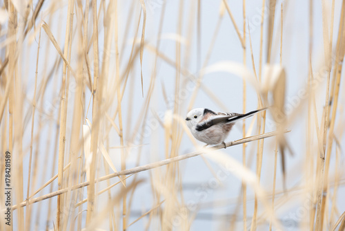 Cute Japanese bird Shima-Enaga resting on a tree branch in winter