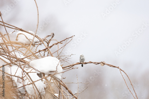 Cute Japanese bird Shima-Enaga resting on a tree branch in winter