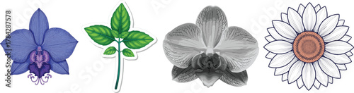 Orchid Basil Daisy Botanical Flowers and Herb Vector Set
