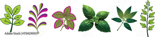 Colorful Set of Herb Leaves Basil Botanical Plant Vector Collection