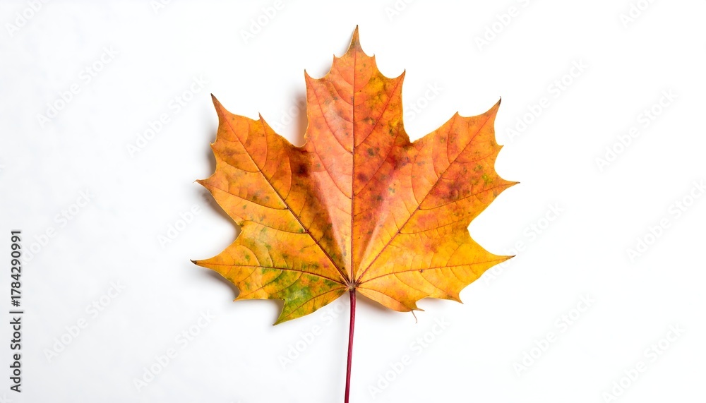 Fototapeta premium Vivid close-up of a maple leaf with autumnal hues against a white backdrop