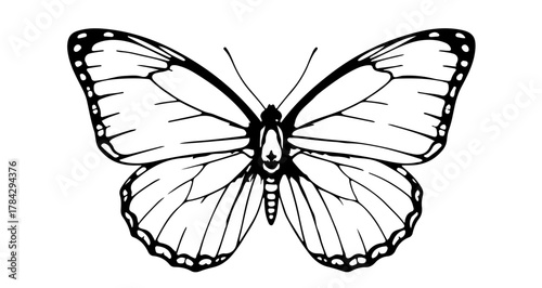 Detailed black and white line art of a butterfly image
