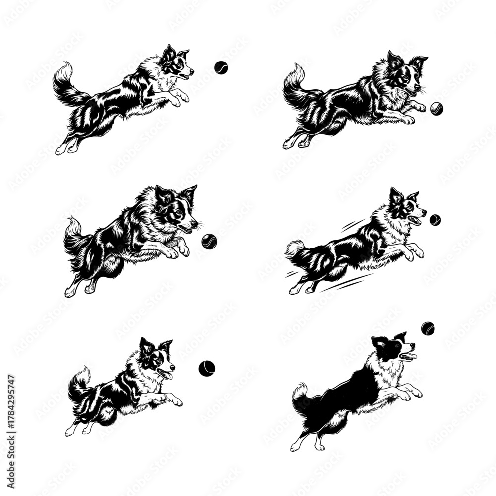 Obraz premium Set of Playful Border Collie Dogs Jumping for Ball Illustrations
