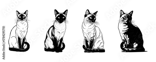 Set of Siamese Cat Illustrations in Engraving Style