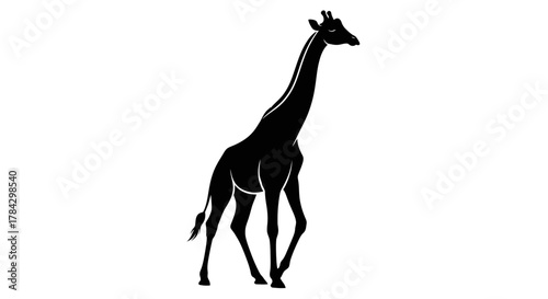 Silhouette of a Giraffe Walking in Profile Against a White Background