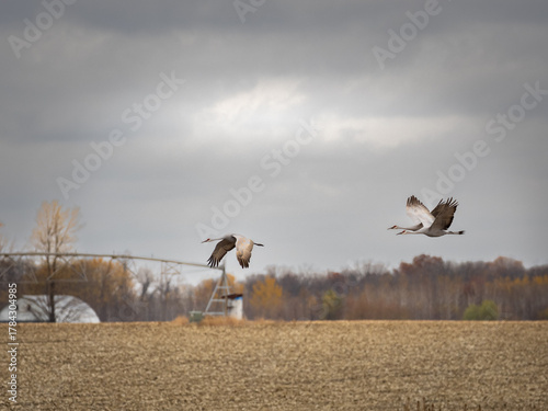 Vászonkép sandhill cranes flying accross harvested fields during fall migration