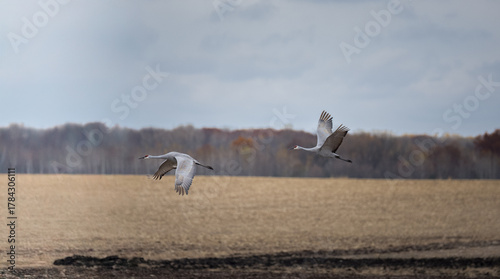 Obraz na plátně sandhill cranes flying accross harvested fields during fall migration