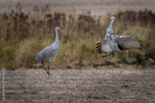 Fototapeta sandhill cranes dance in a field on an autumn day