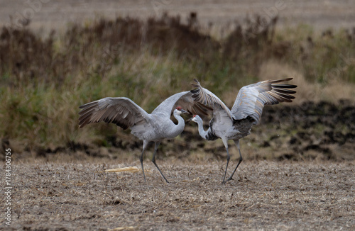 Fényképezés sandhill cranes dance in a field on an autumn day
