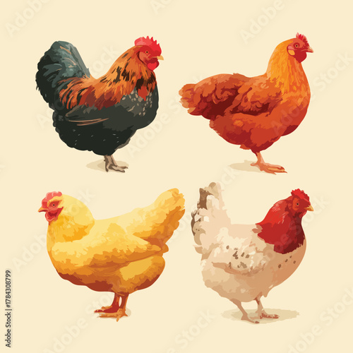chicken vector set isolated