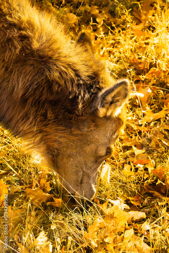 Lone Elk Park