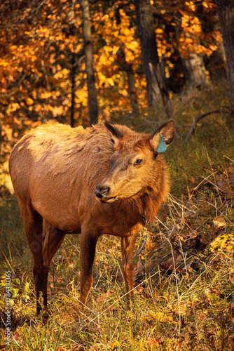 Lone Elk Park