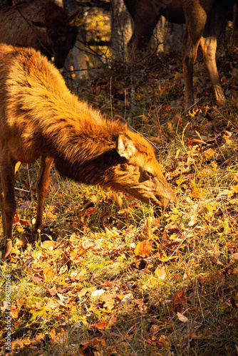 Lone Elk Park