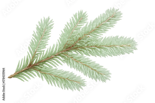 Fir tree spruce branch with green needles for christmas decorations, winter holiday season, and nature themes