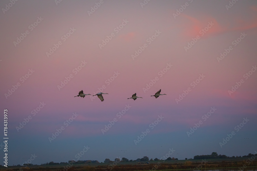 Fototapeta premium Sandhill Crane in Lodi, California, USA