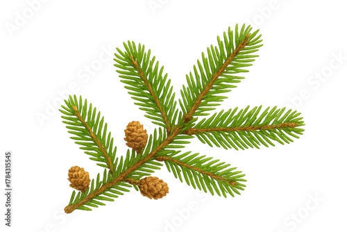Green spruce branch with small pinecones, symbolizing winter, christmas, holidays, festive decoration, and natural evergreen beauty