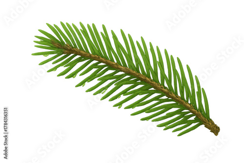 Spruce tree branch featuring fresh green needles. Evergreen conifer sprig with a woody stem, isolated on transparent background