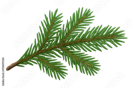 Spruce tree branch with green needles, symbolising christmas, winter holidays, and nature, with transparent background