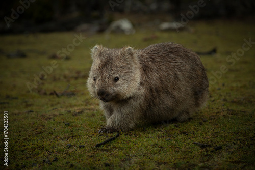 wombat