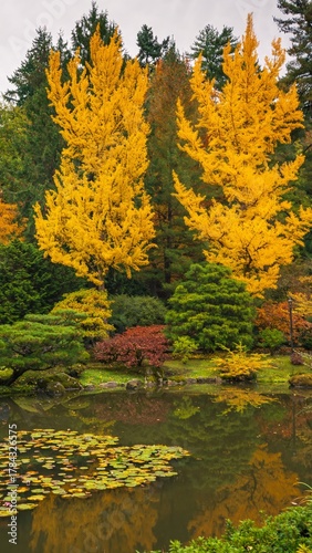 yellow larches in fall