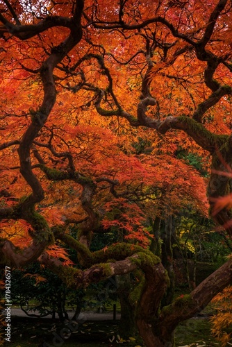 orange crush during fall