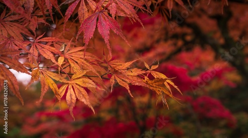 red autumn leaves