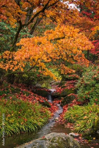 orange colors of fall