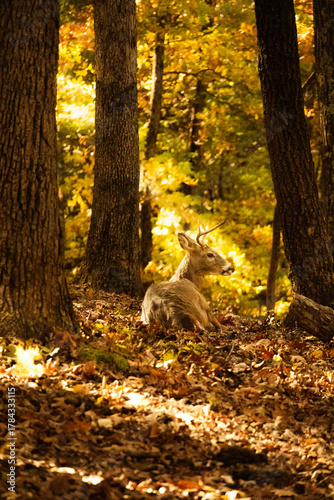 Deer in the warm sunlight