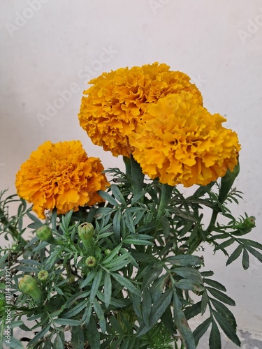 Genda flower close-up 