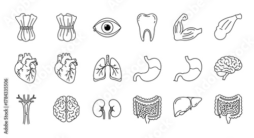 A minimalistic collection of hand-drawn line art pictograms featuring various internal organs and body parts, including bundles, an eye, a tooth, a bicep muscle, lungs, a stomach, a brain, kidneys, a