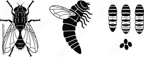 Life cycle of a fly in four stages: egg, larva, pupa, adult, cad drawing flat vector illustrationLife cycle of a fly in four stages: egg, larva, pupa, adult, cad drawing flat vector illustration