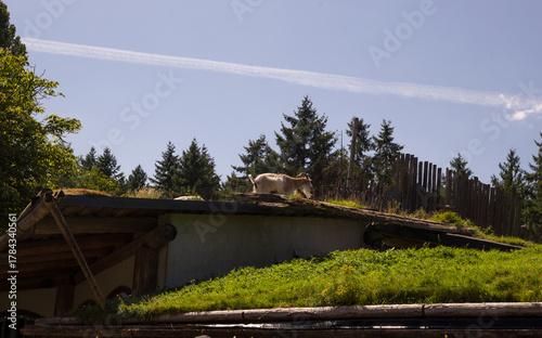 Live domestic goats walk on the lawn on the roof of the old market on Vancouver Island - a tourist magnet where tourists come for shopping and entertainment, Parksville, British Columbia, Canada