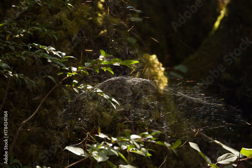 A delicate spider web shimmers in the dappled sunlight in the middle of a forest. The background is filled with dense greenery. The lighting emphasizes the delicate threads of the web.