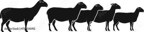 Sheep silhouettes in standing posture, livestock concept for agriculture, cad drawing flat vector illustration, farm animal reference, wool production design
