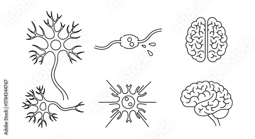 Collection of stylized line art icons representing neurological and neuroscience concepts, featuring detailed neurons, synapses, and brain illustrations, perfect for medical and scientific visual