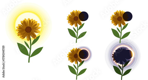 Illustrative sequence depicting a sunflower undergoing a solar eclipse, transitioning from full sunlight to partial and total obscuration, symbolizing celestial events and natural phenomena with a