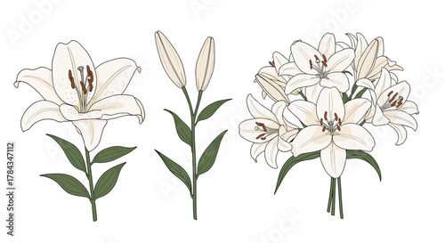 Elegant vector illustration of white lily flowers in various stages of bloom and as a beautiful bouquet, isolated on a white background.